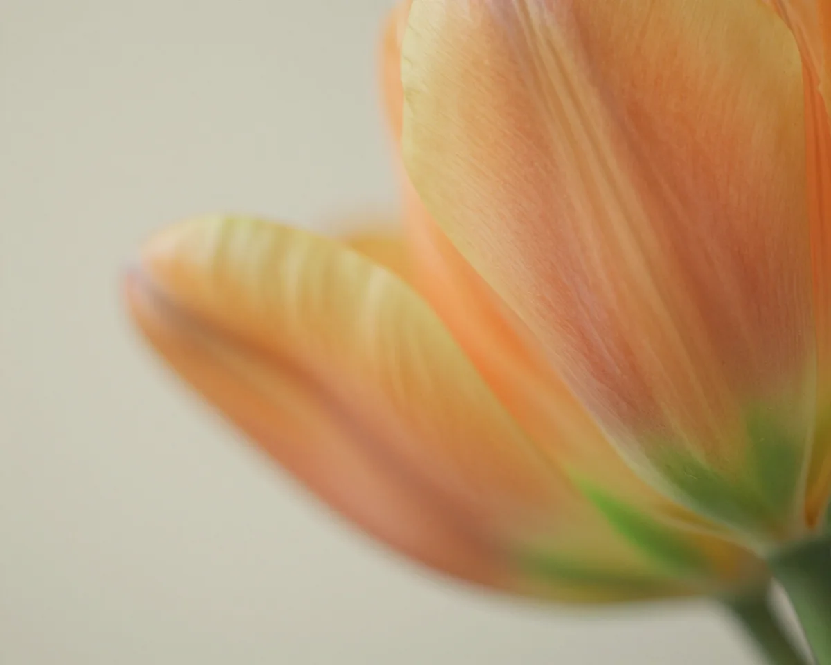 A macro photograph of tulip petals with dew drops